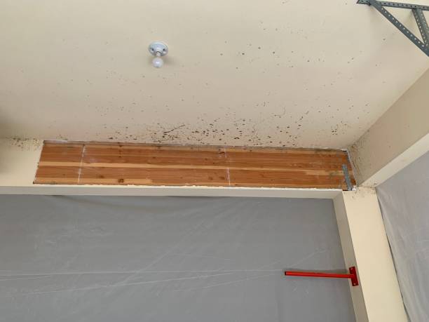 Best Black Mold Removal  in Holliday, TX